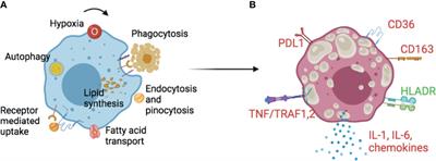 Frontiers | Foam Cell Macrophages In Tuberculosis